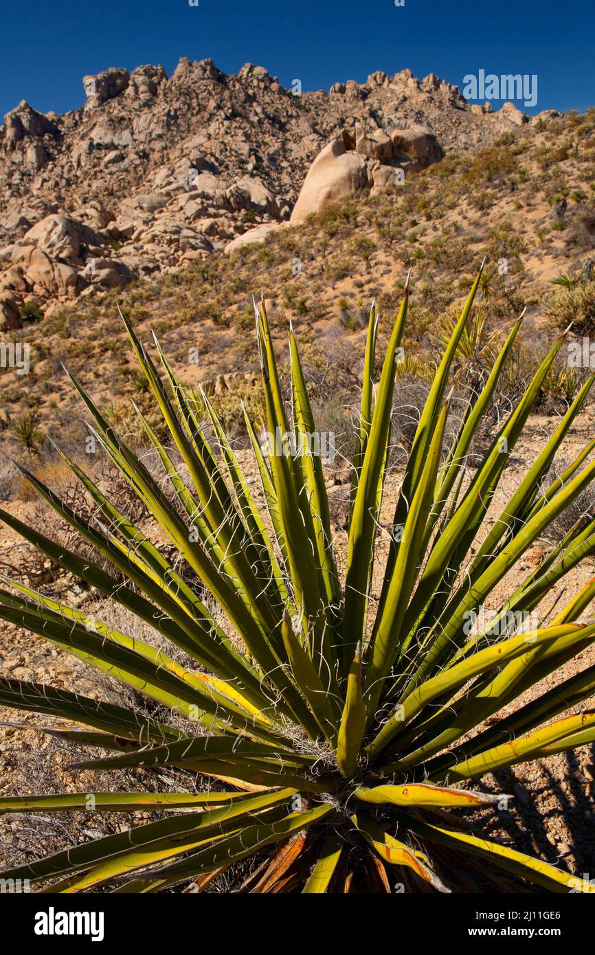 Montagne di granito con Mojave yucca (Yucca schidigera), Mojave National Preserve, California Foto Stock