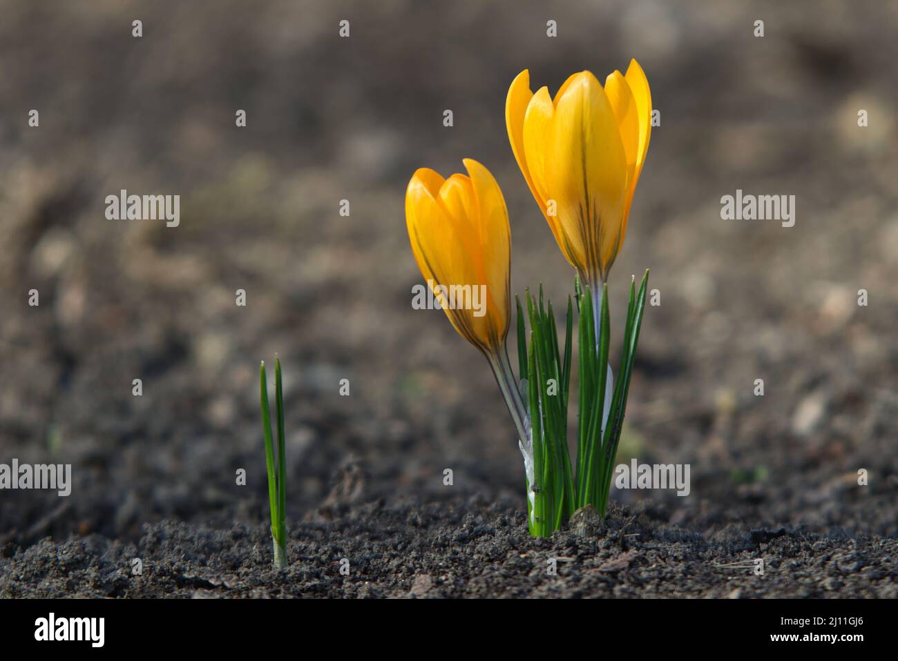 Primavera crocus giallo, fiore in fiore noto anche come zafferano, in primavera. Foto Stock