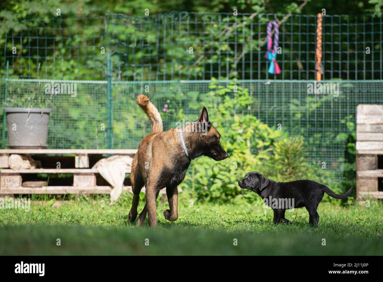 Bella cresciuto belga malinois pastore cane un carino nero labrador retriever cucciolo in piedi in un erba verde che si conoscono. Foto Stock
