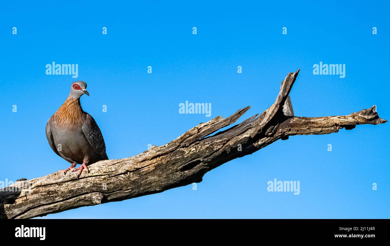 Colomba Guinea, Speckled Pigeon, bellissimo uccello in Namibia Foto Stock