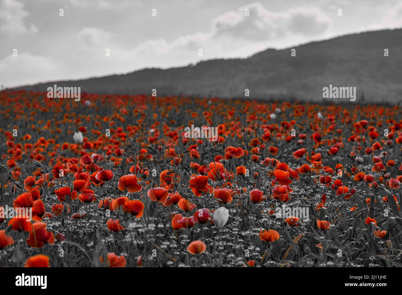 un campo di grano con molti papaveri un solo colore Foto Stock