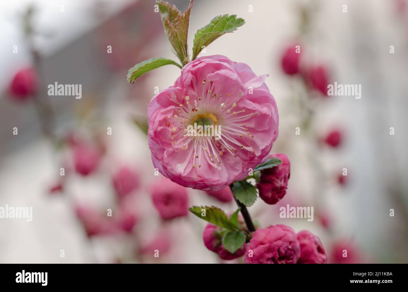 bella rosa fiori di ciliegia giapponese Foto Stock