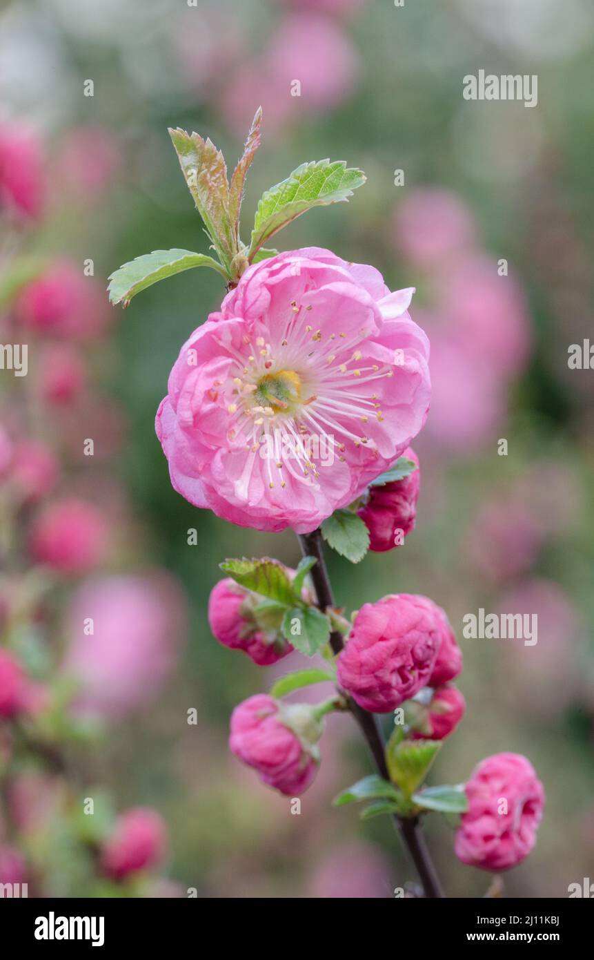 bella rosa fiori di ciliegia giapponese Foto Stock
