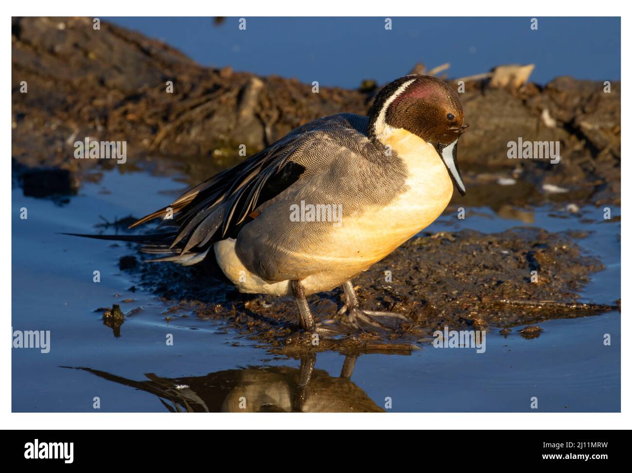 Pintail settentrionale (Anas acuta), Colusa National Wildlife Refuge, California Foto Stock