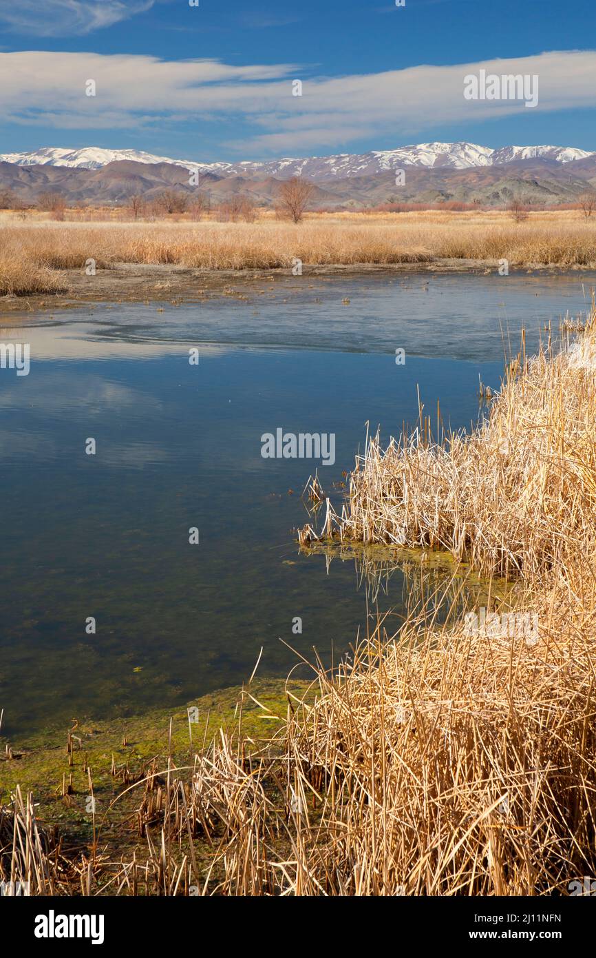 Laghetto di canvasback, Mason Valley Wildlife Management Area, Nevada Foto Stock