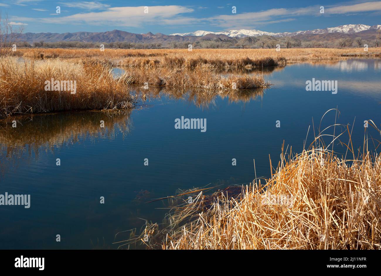 Laghetto di canvasback, Mason Valley Wildlife Management Area, Nevada Foto Stock