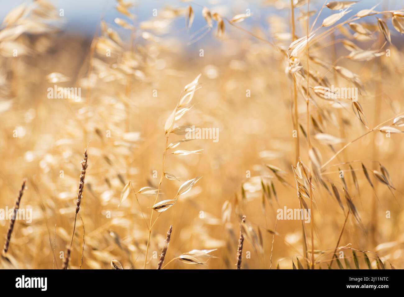Sfondo di erba secca, fieno, in un campo rurale soffiato da una brezza e cielo blu. Foto Stock