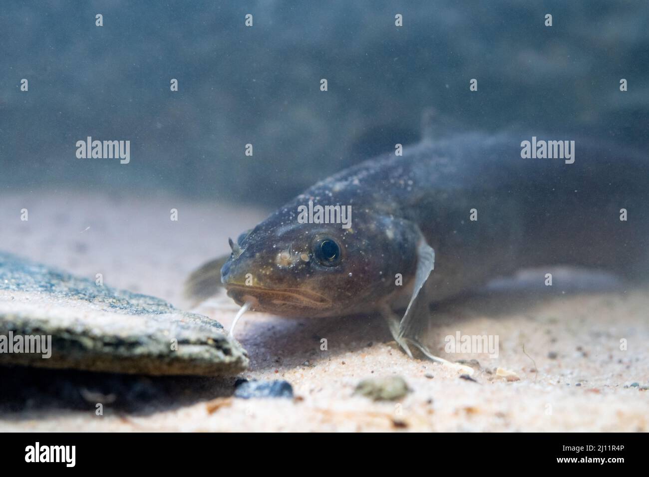 Burbot a Belguim Foto Stock