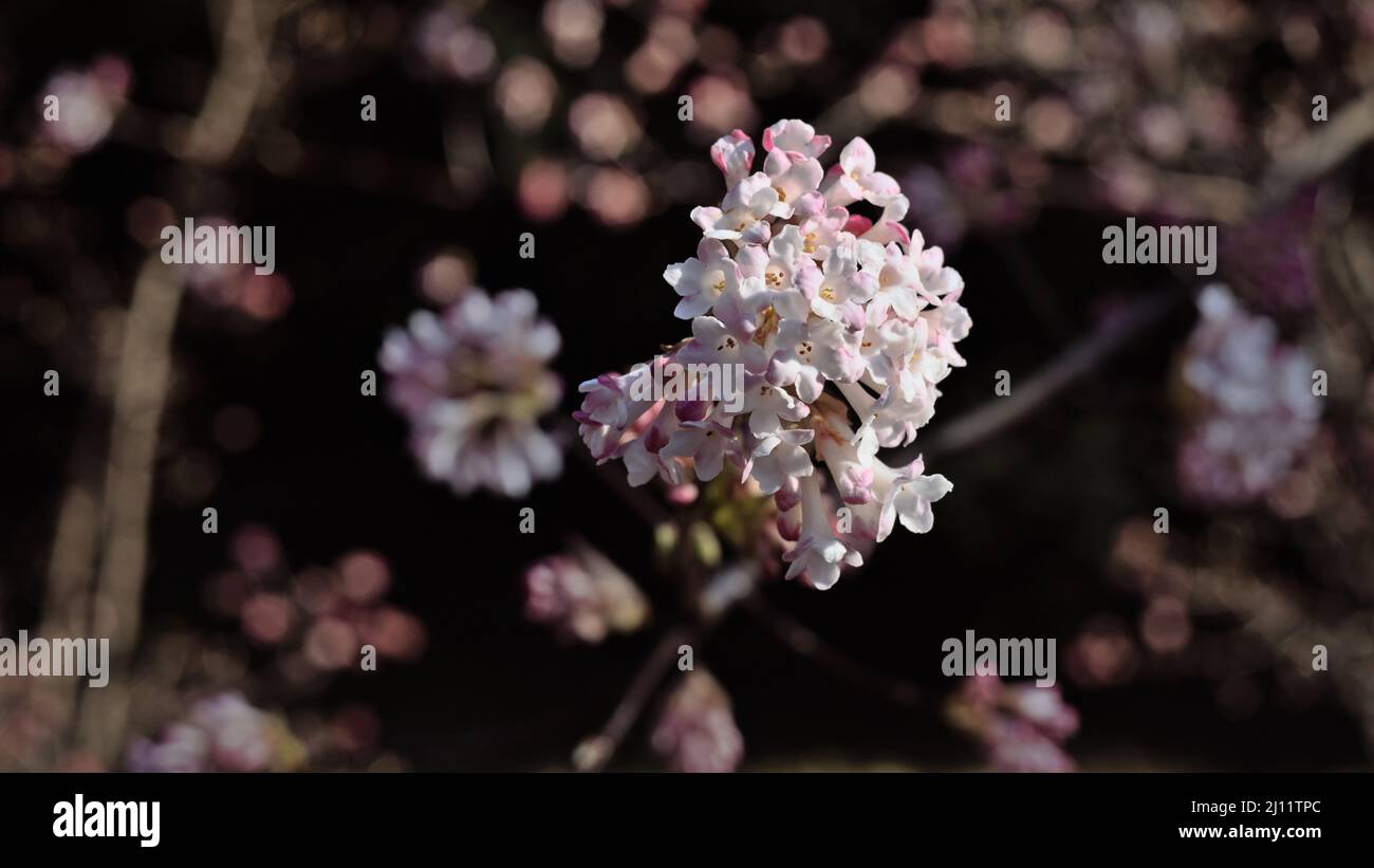 Viburnum farreri fiori in una luce del sole del mattino, fotografia scattata nel mese di marzo Foto Stock