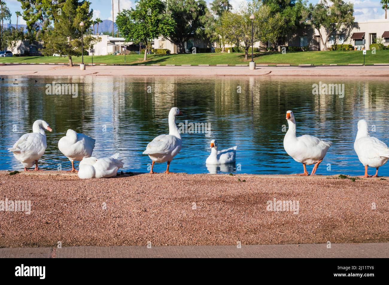 Gesse vicino all'acqua al Chaparral Park di Scottsdale, Arizona. Foto Stock