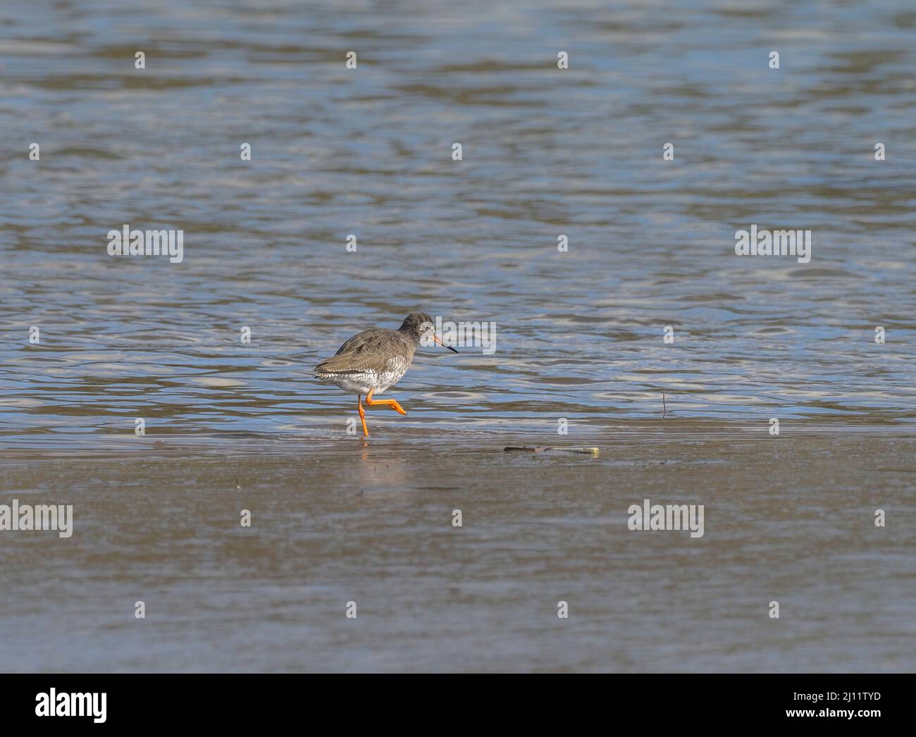 Red e Greenshank, River Teifi, Cardigan, Galles Foto Stock