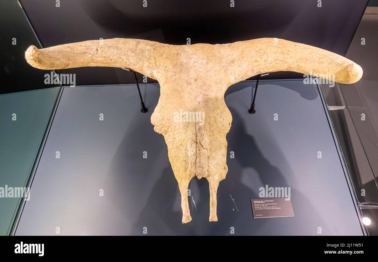 Cranio di Auroch (Bos taurus primigenius) pleistocene medio, 780000-127000 anni, di Una, vicino a Madrid, Museo de San Isidro Foto Stock