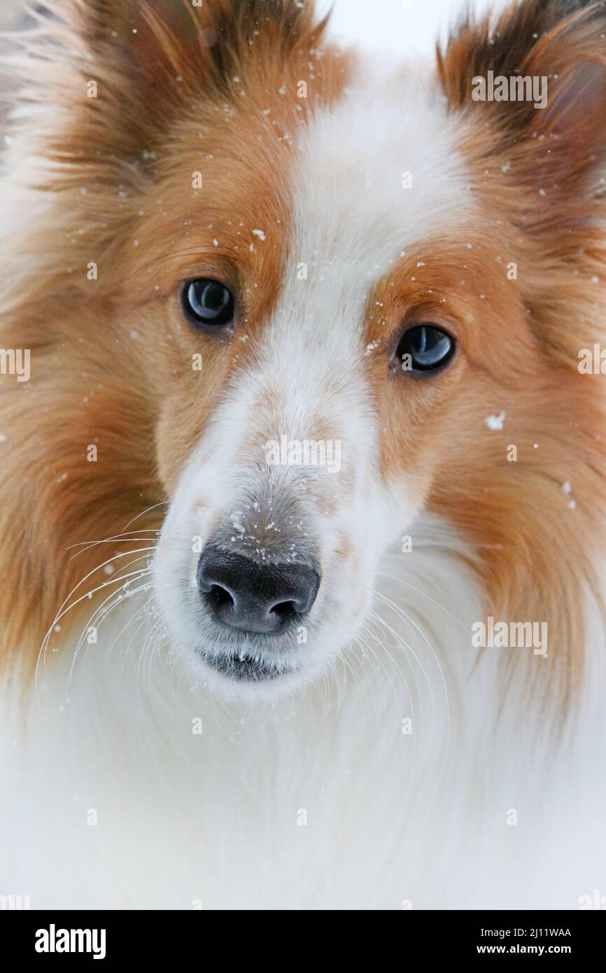 Carino primo piano di un pivale Shetland Sheepdog (Sheltie) in inverno con la neve sul suo naso. Foto Stock
