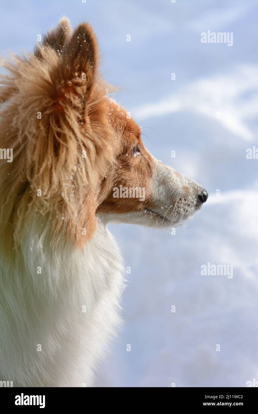 Il giovane Shetland Sheepdog (Sheltie) è fotografato di profilo con la neve sullo sfondo. Foto Stock