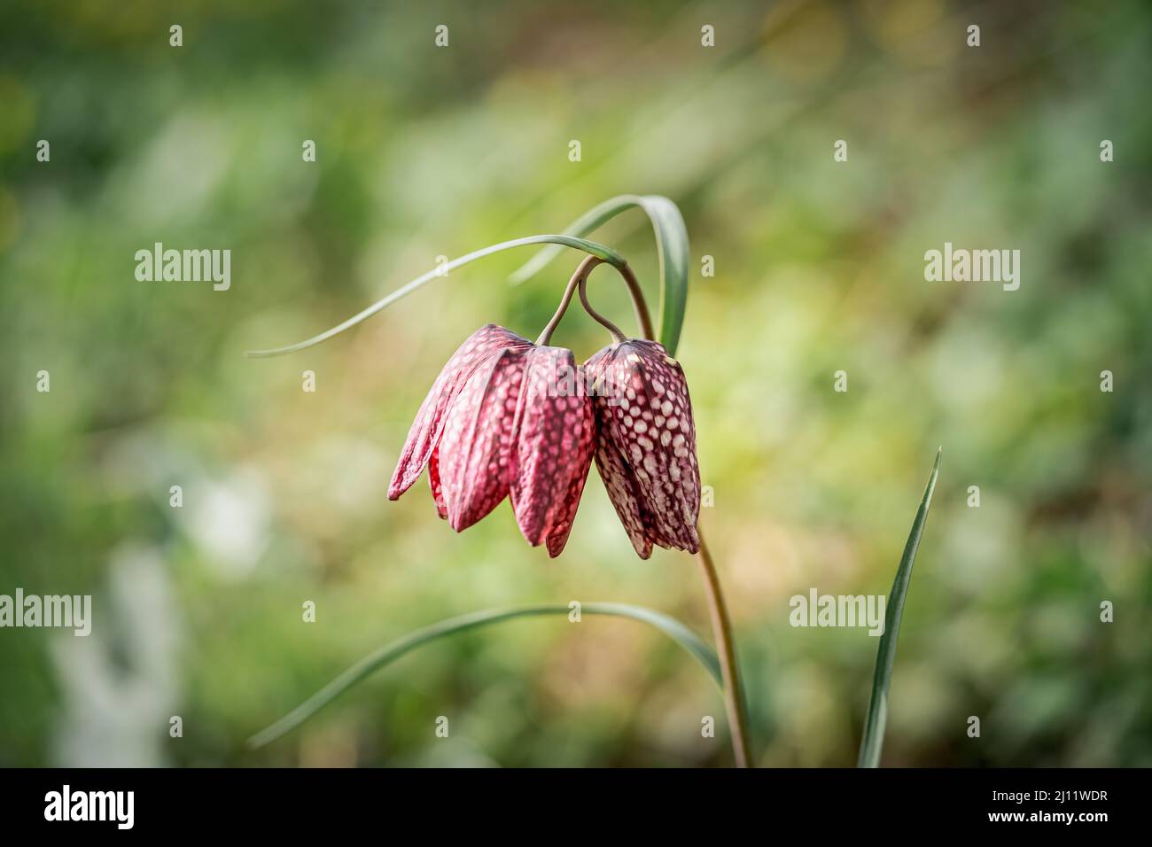 Primo piano su un Flower di scacchi selvaggio in via di estinzione in un ambiente naturale Foto Stock