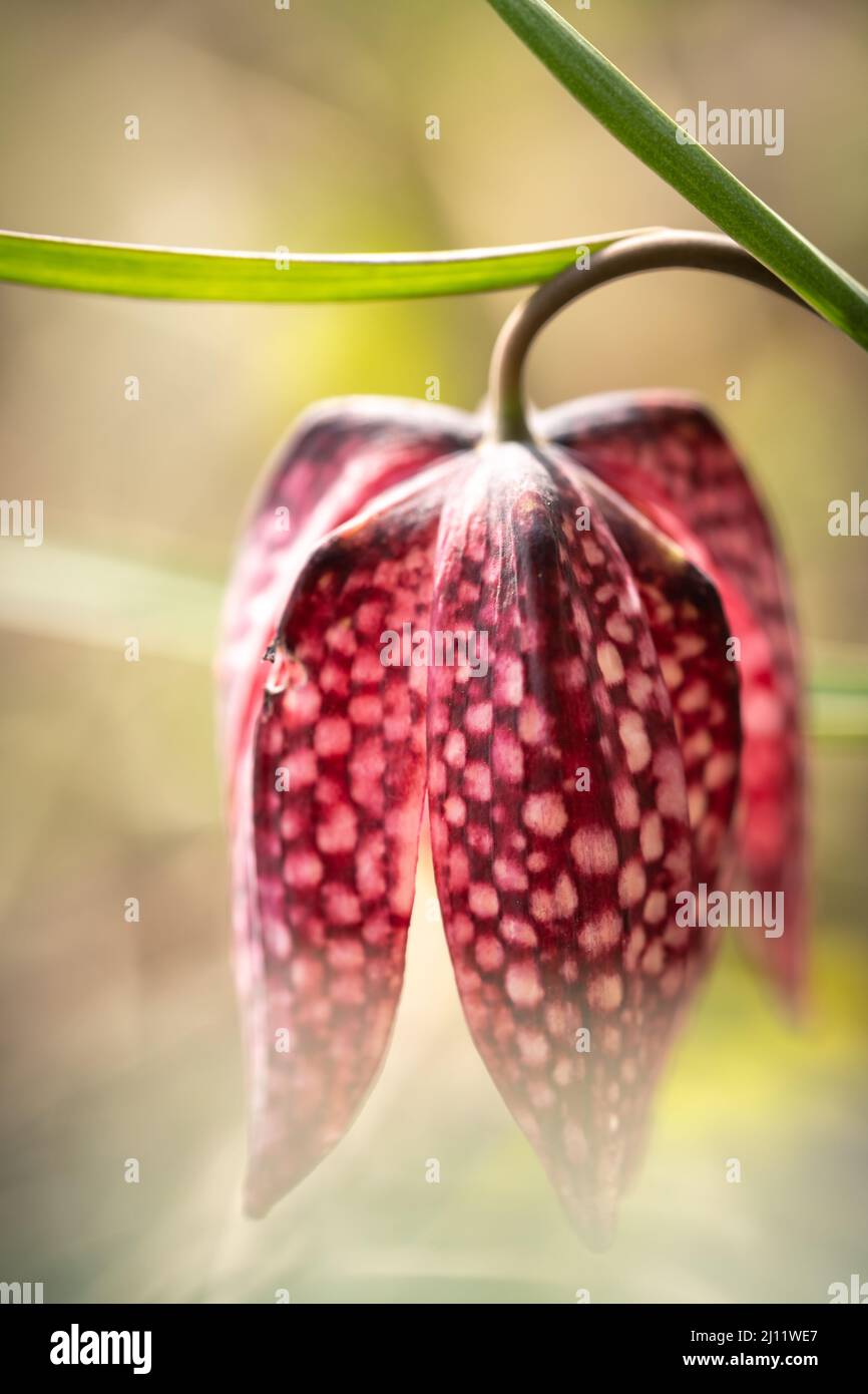 Primo piano su un Flower di scacchi selvaggio in via di estinzione in un ambiente naturale Foto Stock