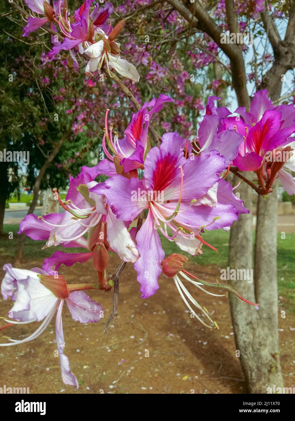 Fiore viola Bauhinia in giardino nella stagione primaverile. Nessuno, fuoco selettivo, sfocato Foto Stock
