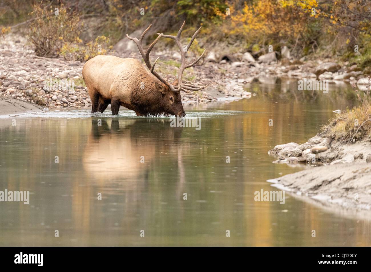 Bull Elk nelle Montagne Rocciose canadesi, Alberta, Canada Foto Stock