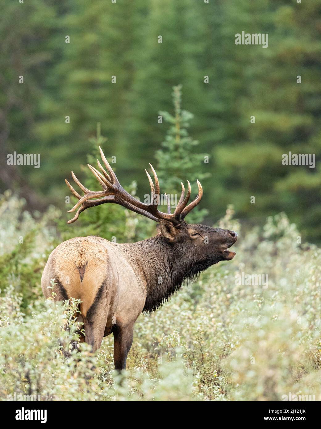 Bull alce che si abbellisce nelle Montagne Rocciose canadesi Foto Stock