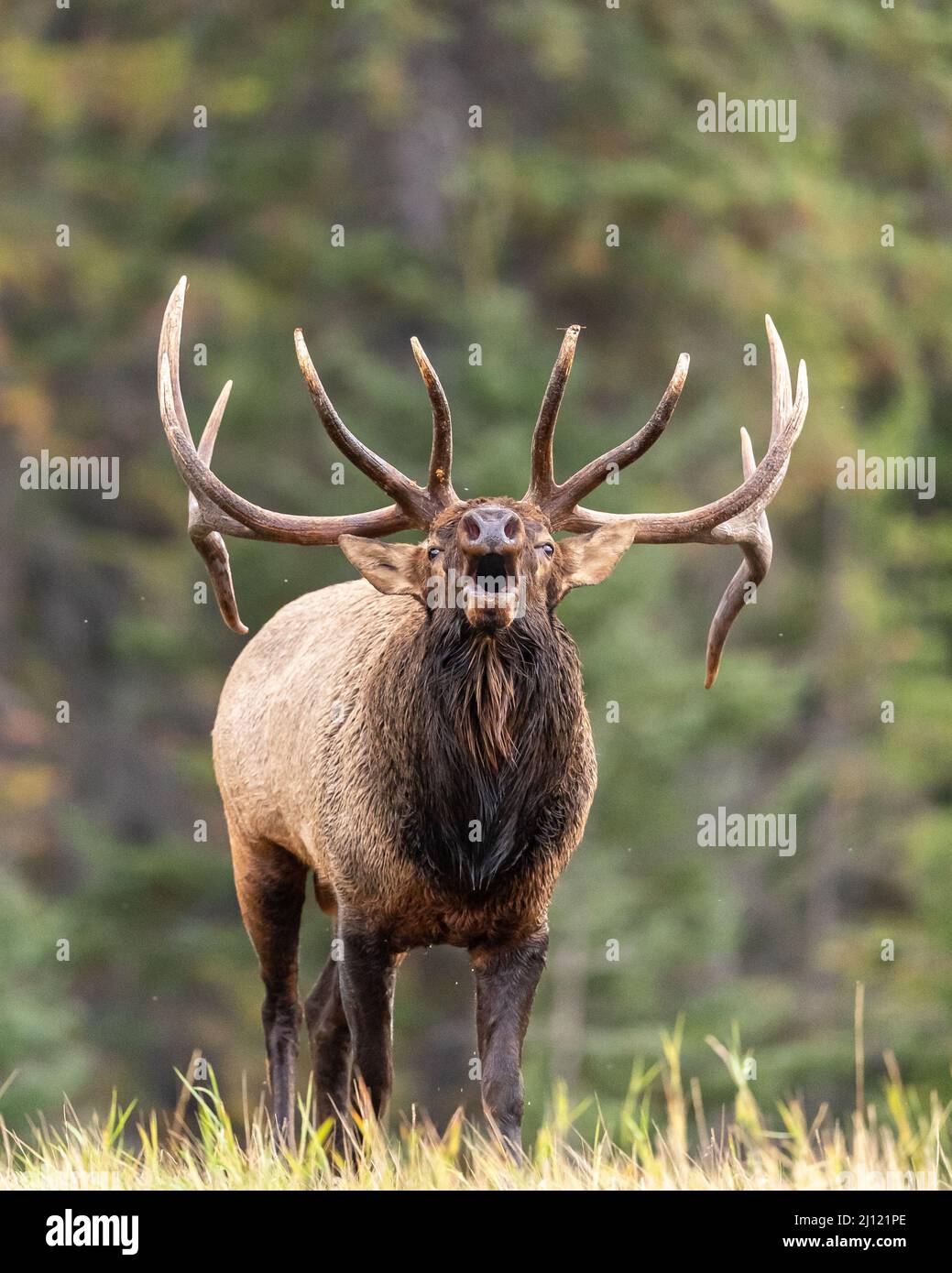 Bugling bull Elk nelle Montagne Rocciose canadesi, Alberta, Canada Foto Stock