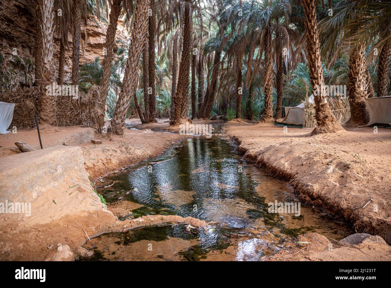 Insenatura tra le palme in Terjit Oasis, Regione di Adrar, Mauritania Foto Stock