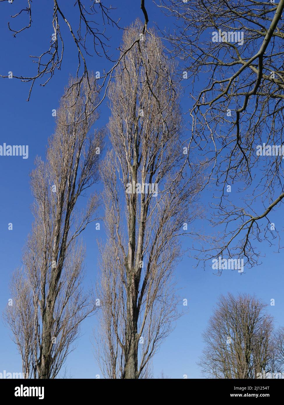 Alberi decidui e rami illuminati dalla luce del sole in inverno, gli alberi non hanno foglie. Foto Stock