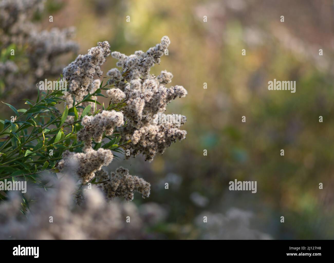 Bouquet di fiori sul lato della strada Foto Stock