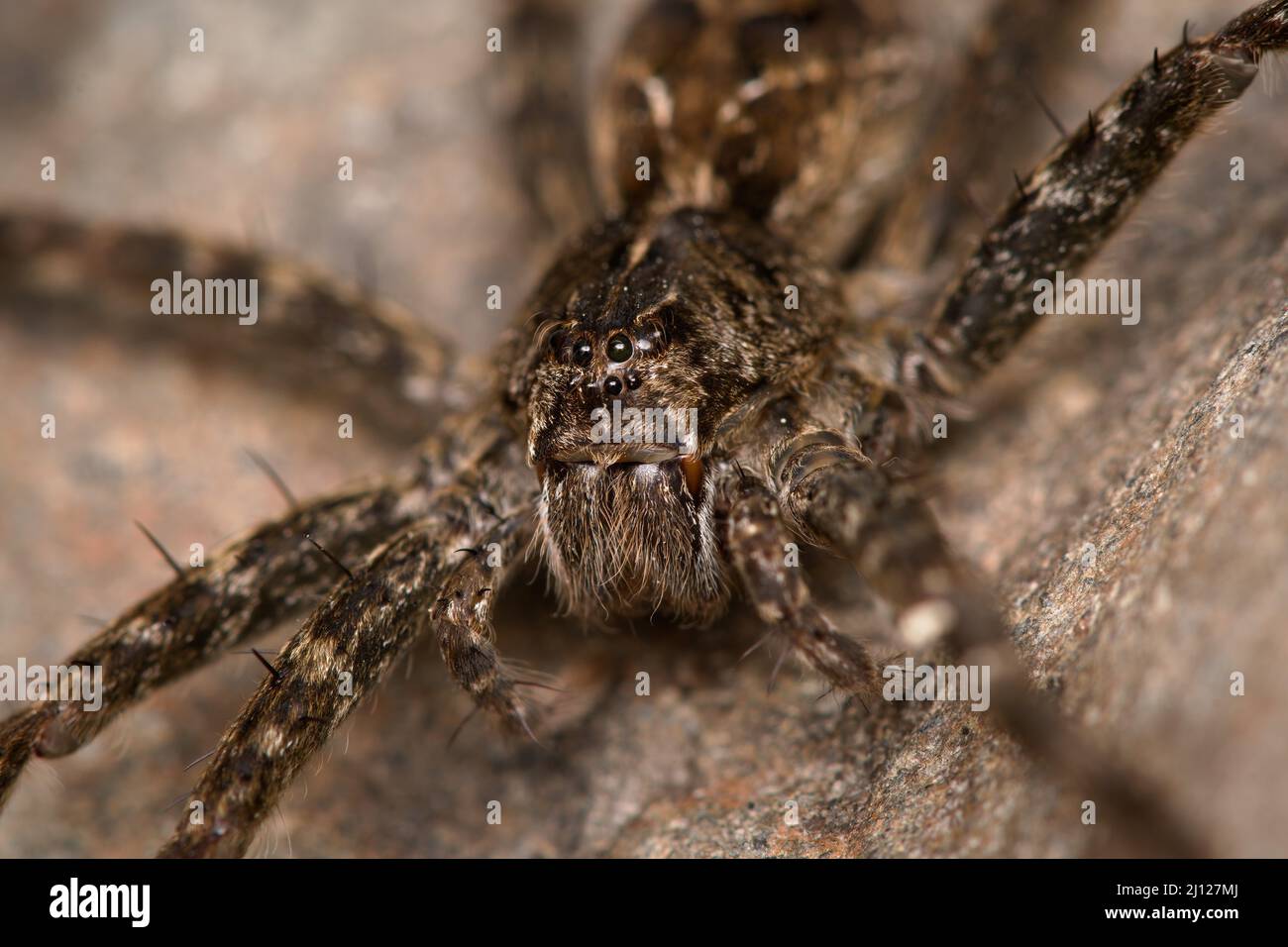 Dolomedes tenebrosus su una roccia accanto ad un letto di fiume Foto Stock