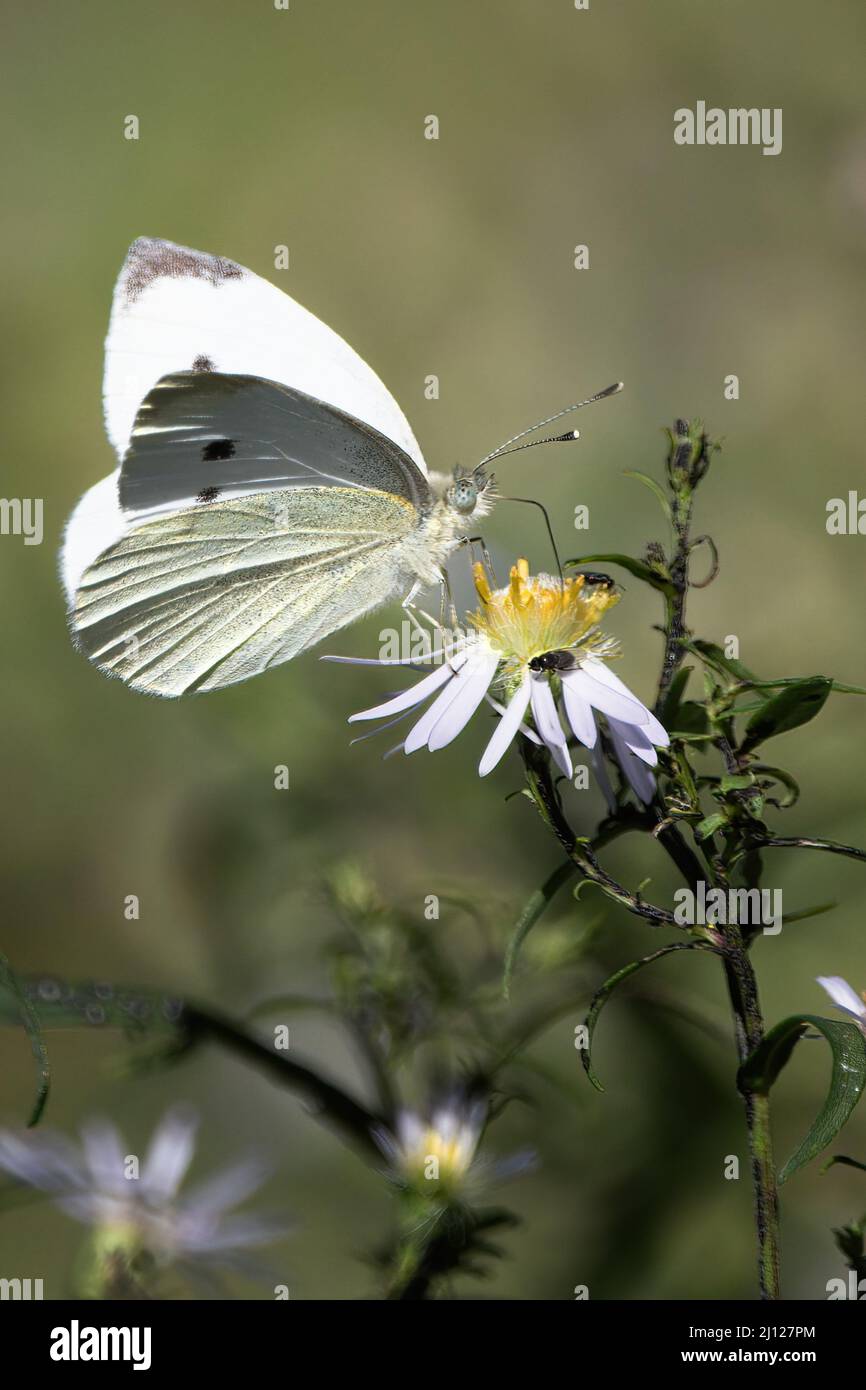 Farfalla Pieridae su un fiore selvatico Foto Stock
