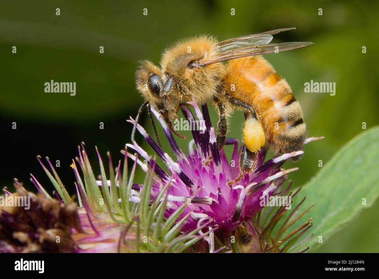 Ape con un sacco di polline sulle sue gambe Foto Stock