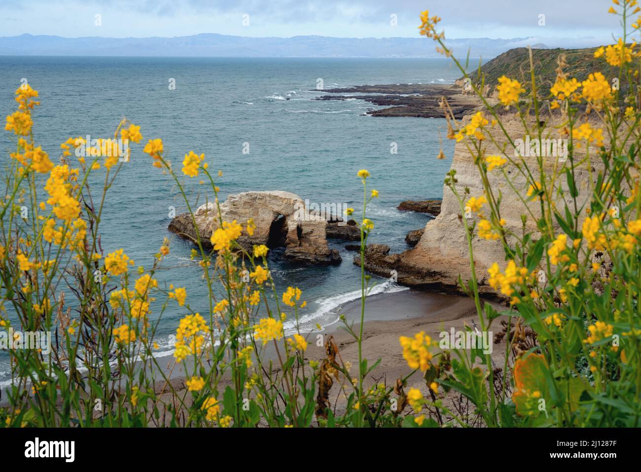 Fiori selvatici, scogliere rocciose e oceano Pacifico, vista incredibile dal sentiero Montana de Oro Bluff, California Foto Stock