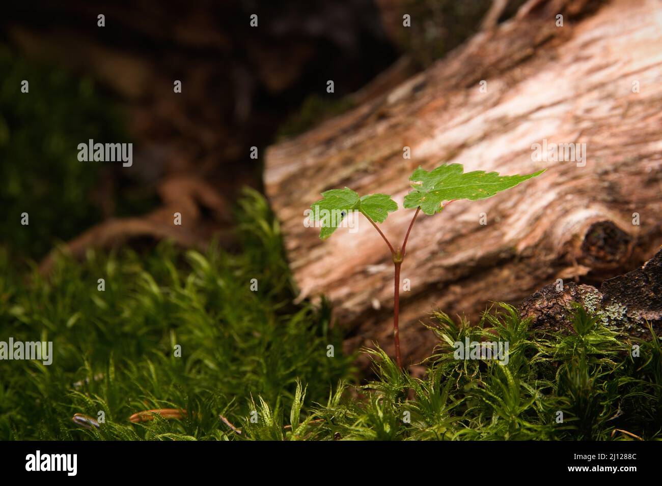 Piccolo mondo fatto di muschio Foto Stock
