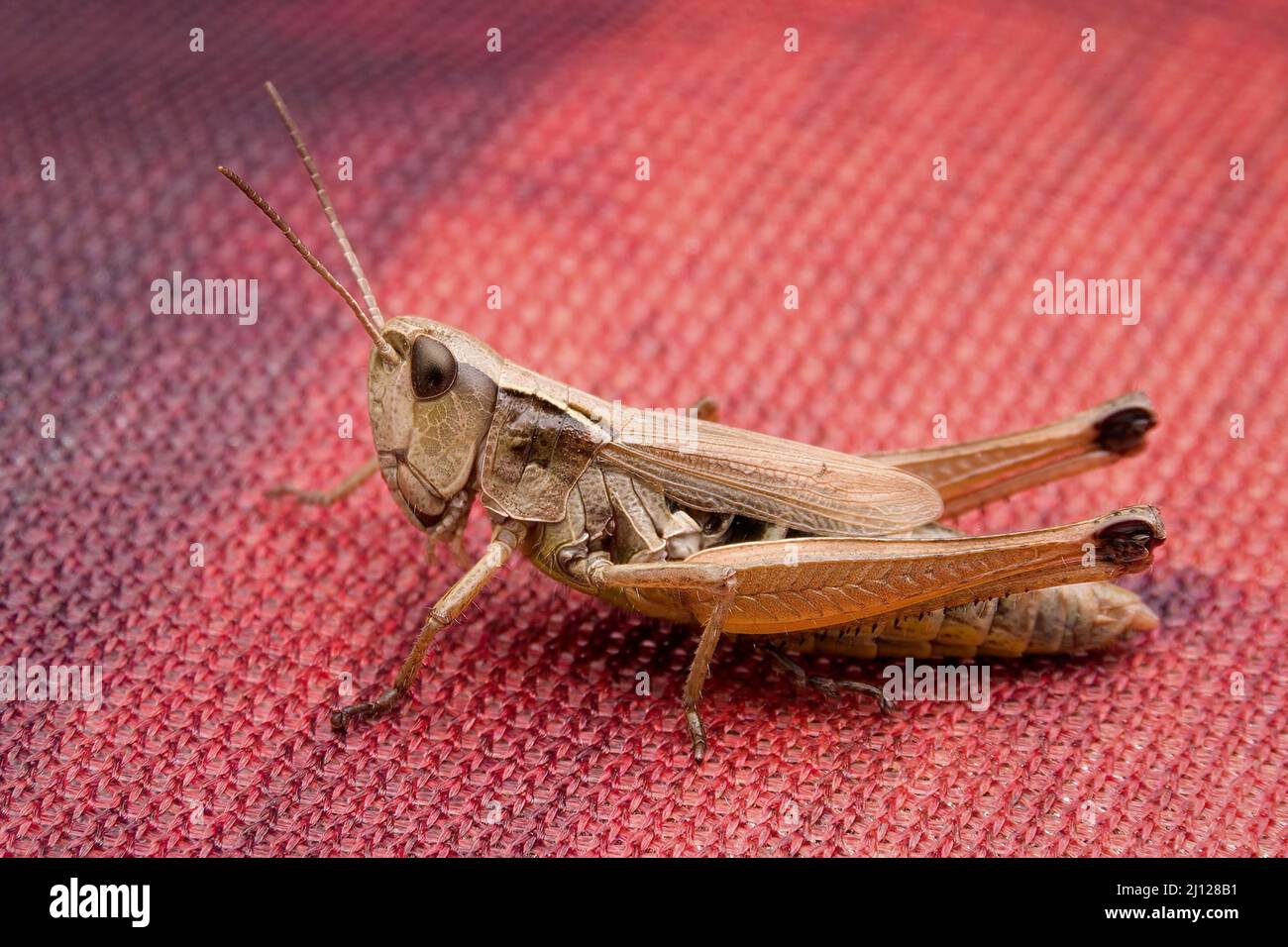Grasshopper su una bandiera rossa messa a terra Foto Stock