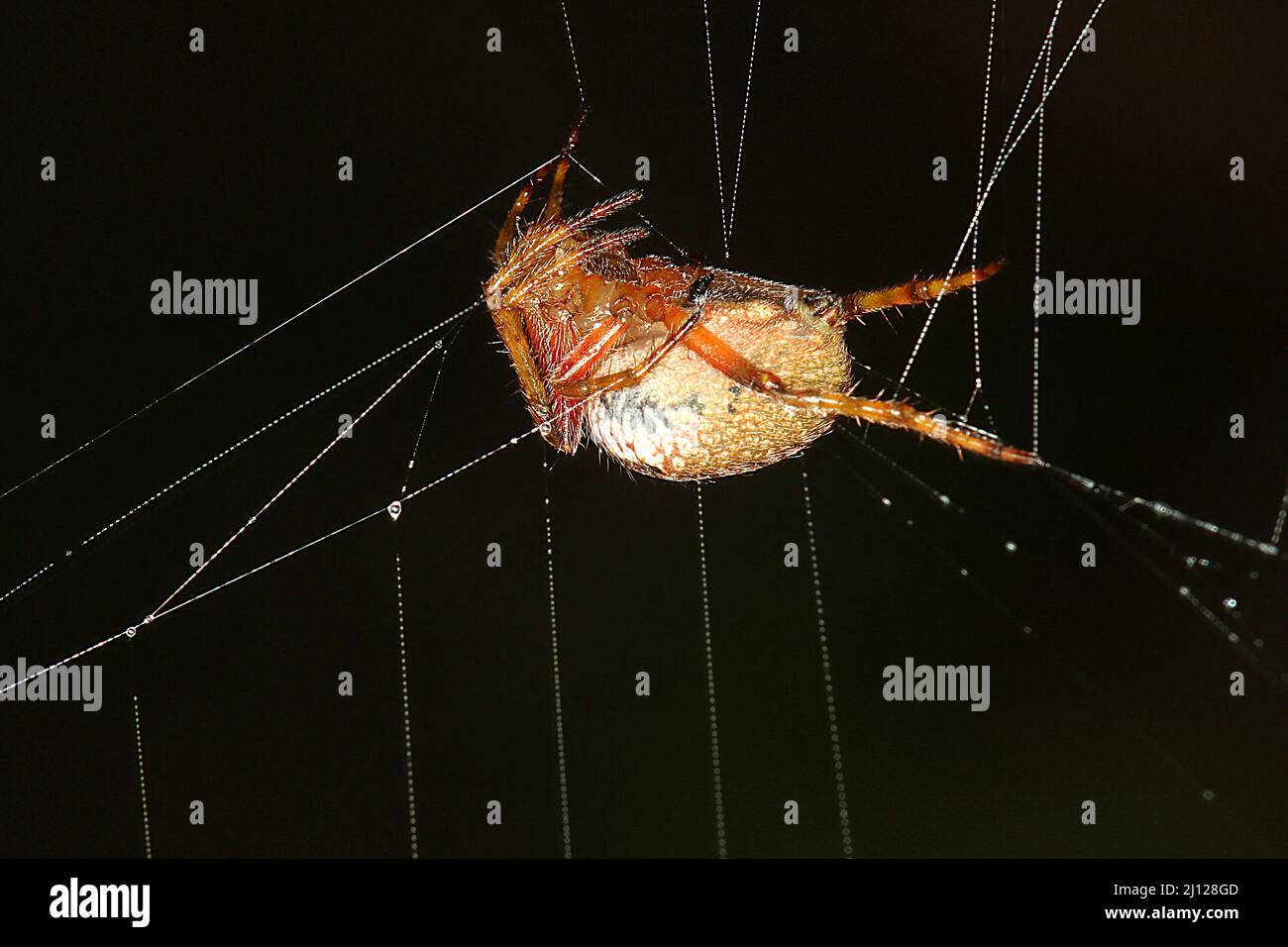 Ragno orbato bianco (Zealaranea crassa) Foto Stock