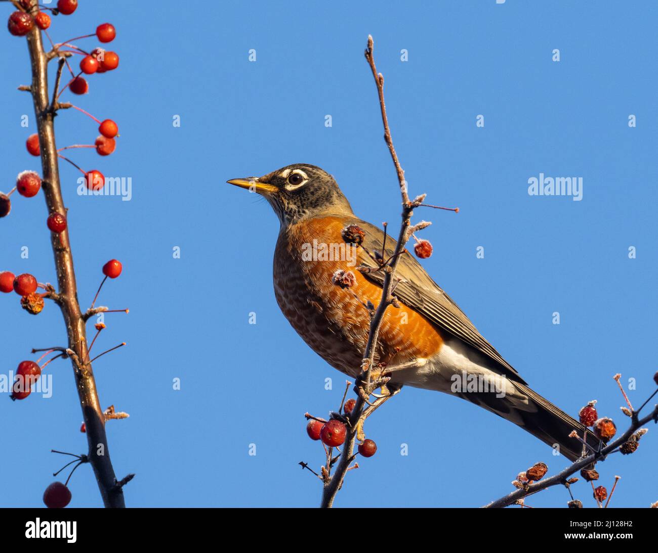 Robin americano arroccato in albero con bacche rosse Foto Stock