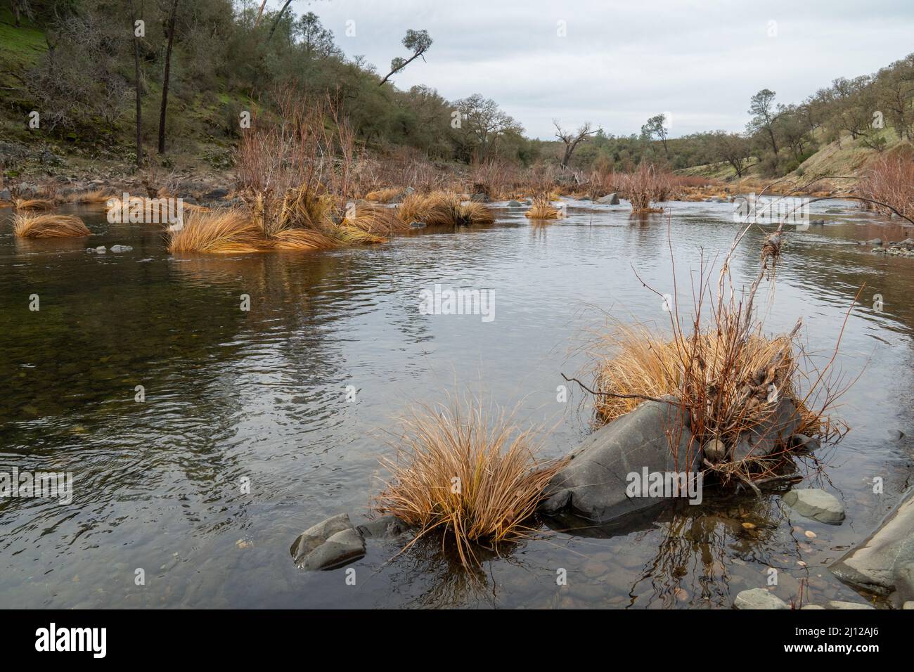 Erba secca lungo il fiume Cosumnes abbattuto dalle acque alluvionali Foto Stock