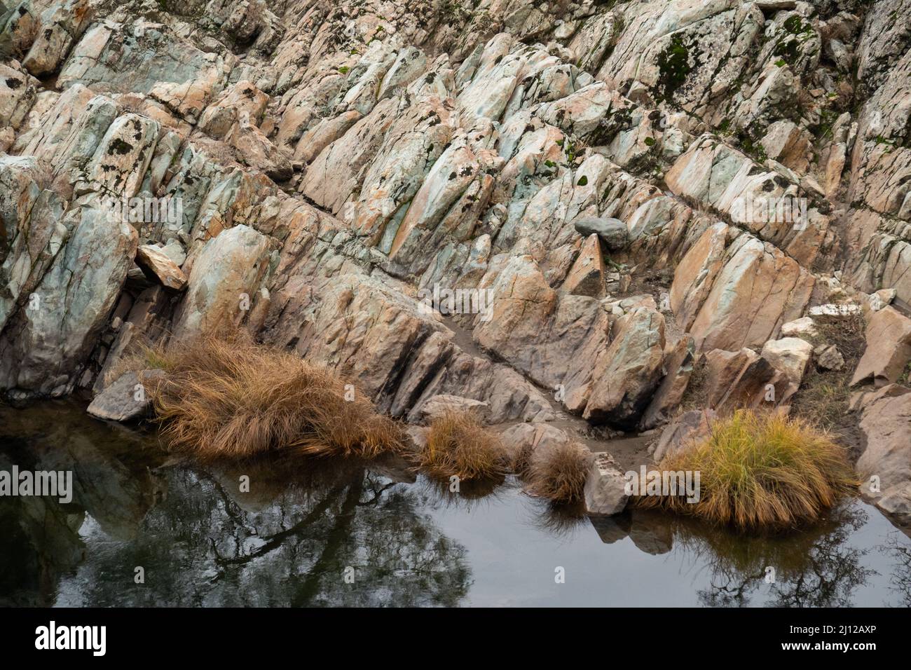 Erba secca lungo il fiume Cosumnes abbattuto dalle acque alluvionali Foto Stock