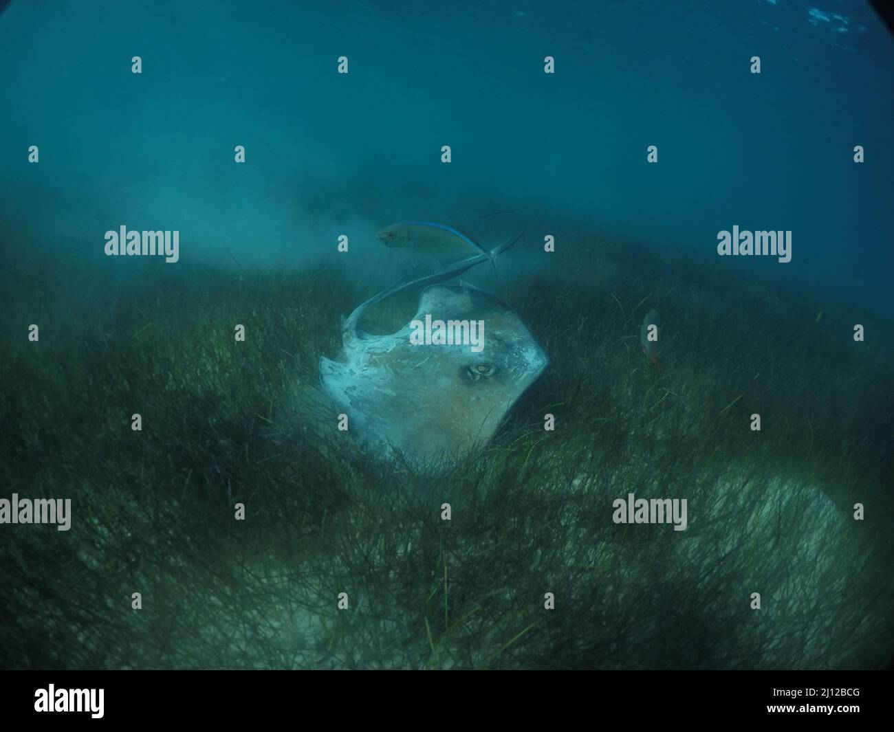 stingray che nuota nell'erba marina Foto Stock