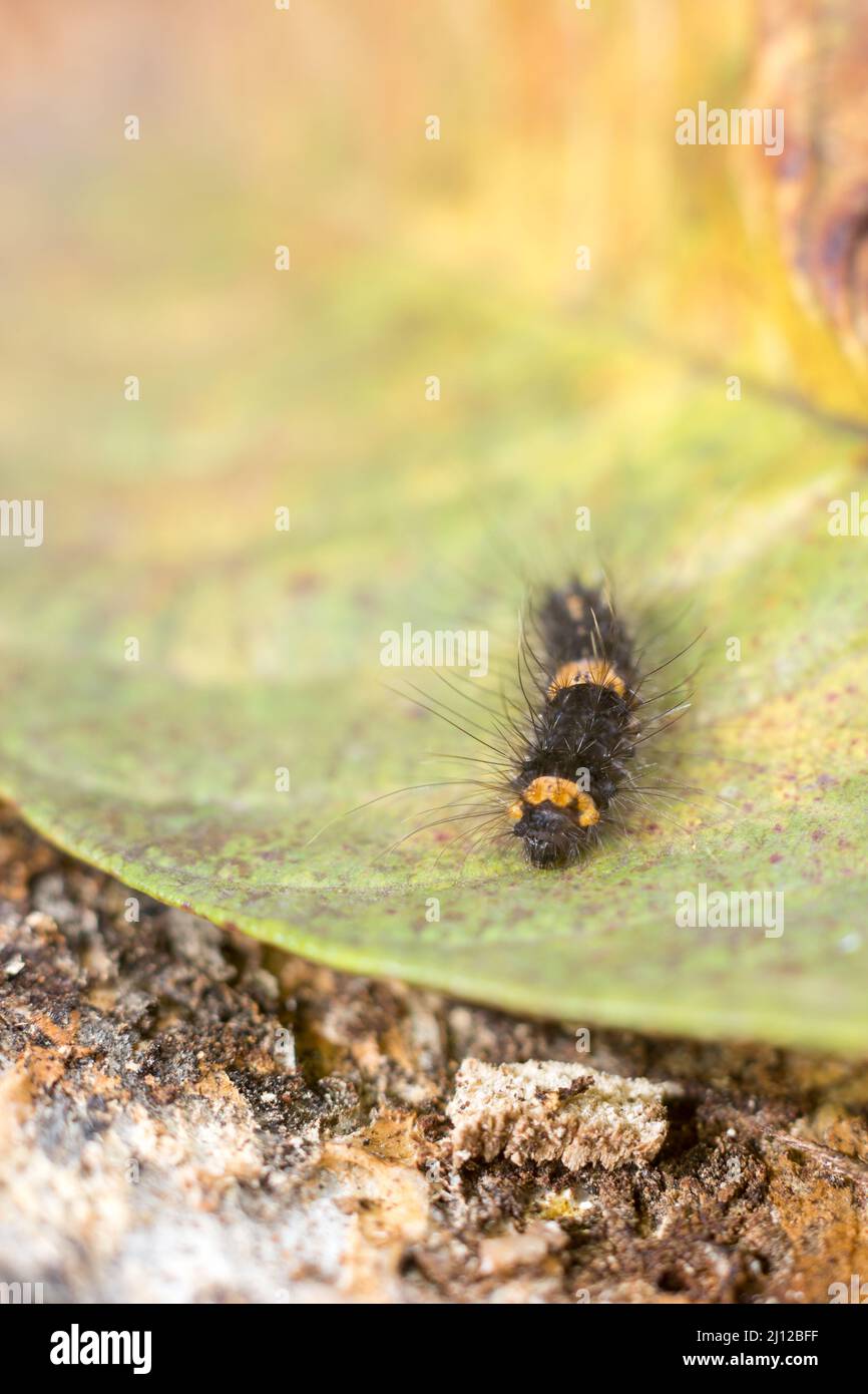 nero caterpillar con strisce gialle su una foglia, prese in profondità di campo poco profonda, macro closeup con spazio di copia Foto Stock