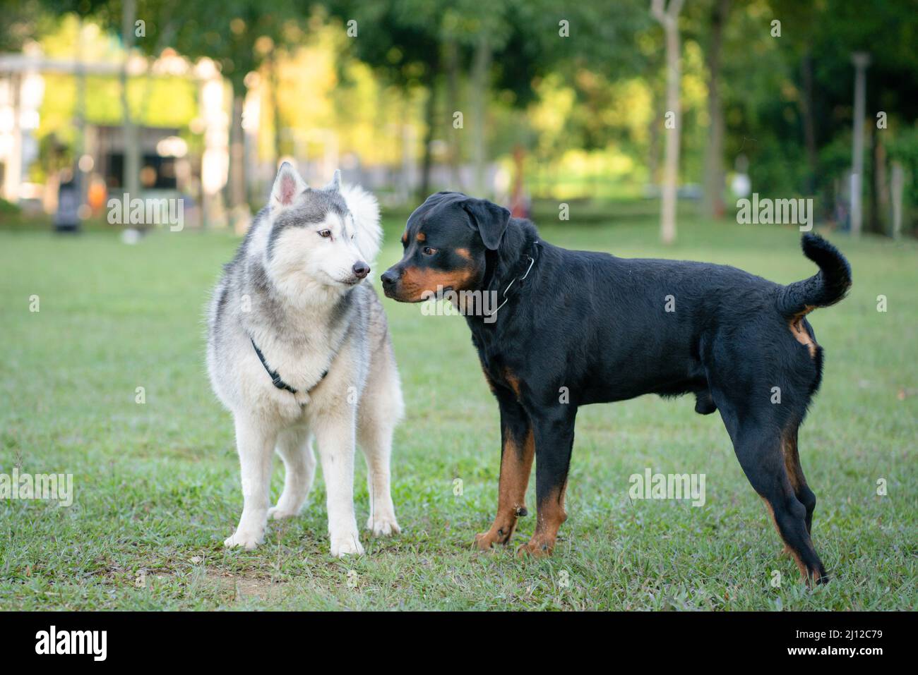 Il cane Rottweiler e Alaskan Malamute si salutano a vicenda nel parco. Parco per cani o concetto di socializzazione. Foto Stock