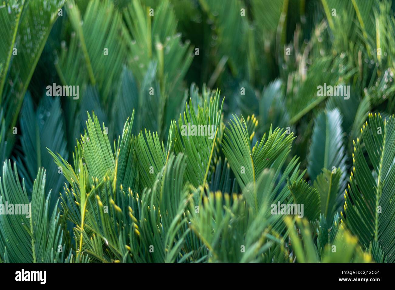 King sago palma lussureggiante verde lascia sfondo o carta da parati Foto Stock