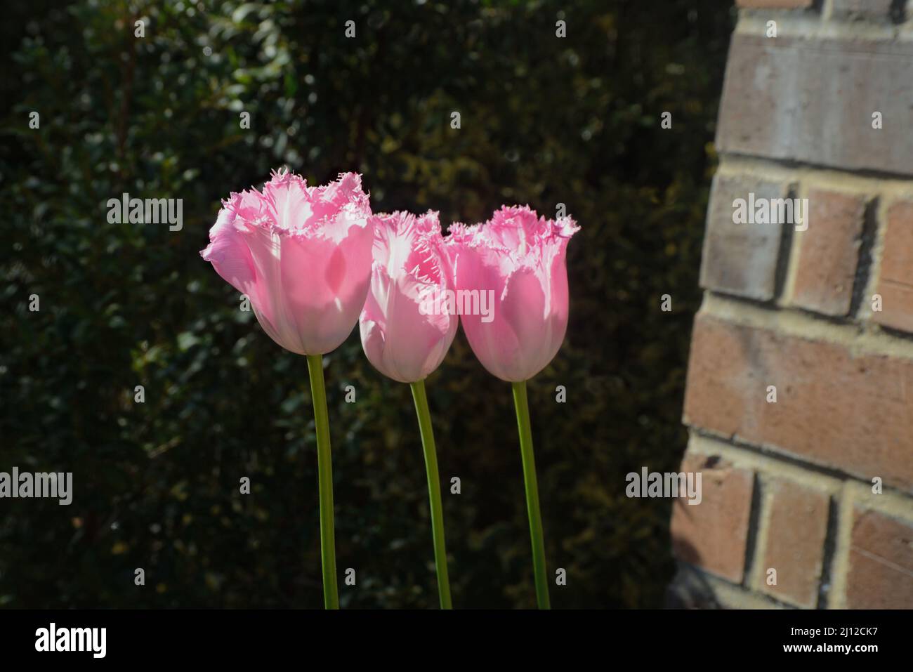 Bellezza e ispirazione, 3 tulipani bianchi sono in fiore, questi fiori colorati con frange petali punte. Comunicare purezza, Unione e crescita. Foto Stock