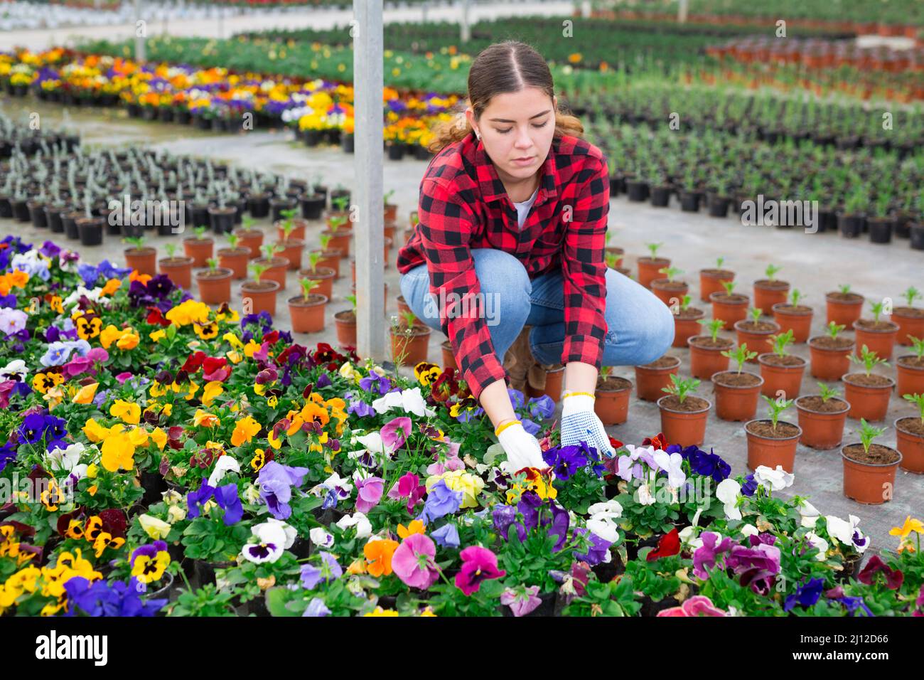 Fiorista maschile che lavora con piante di Begonia Foto Stock