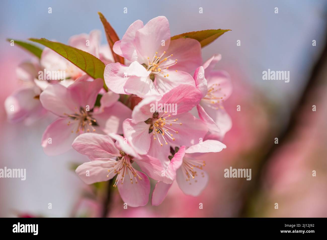 Fiori di pesco contro cielo blu vista ravvicinata Foto Stock