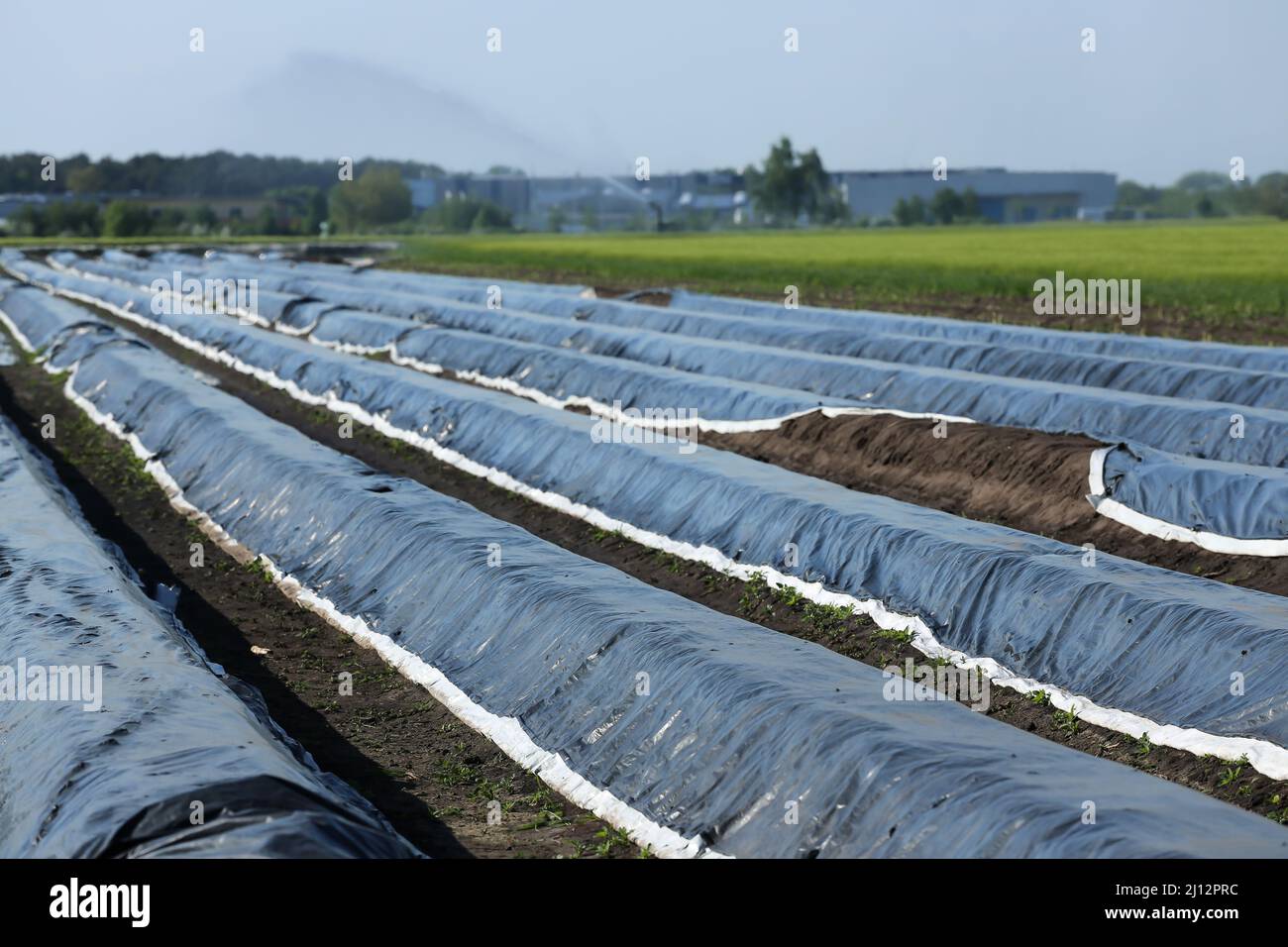 campo con fogli per la coltivazione di asparagi Foto Stock