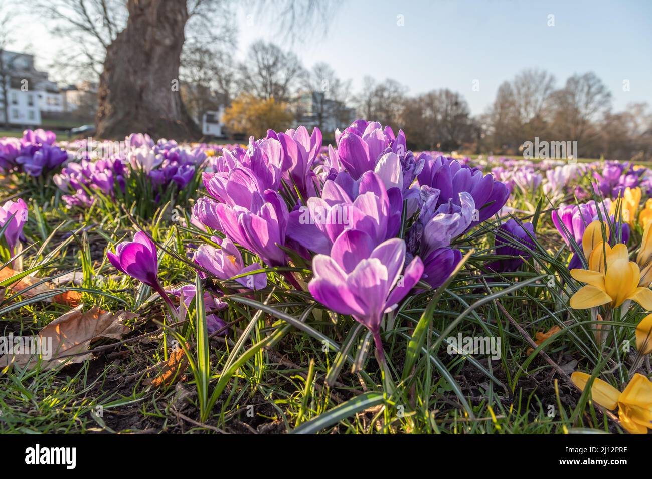 croci viola su un prato nel parco Foto Stock