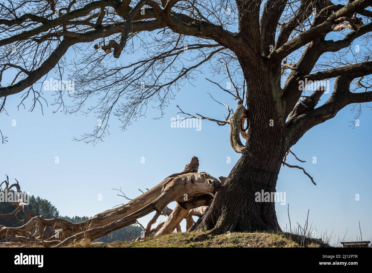 Un albero antico con radici esposte contro un cielo blu in una giornata di sole. Foto Stock
