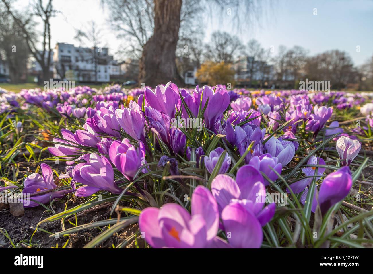 croci viola su un prato nel parco Foto Stock