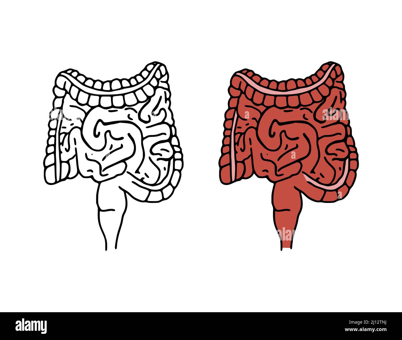 Illustrazione vettoriale di scarabocchio dell'intestino. Icone cartoni animati del sistema digestivo isolate su sfondo bianco. Organo interno umano in stile disegnato a mano Illustrazione Vettoriale