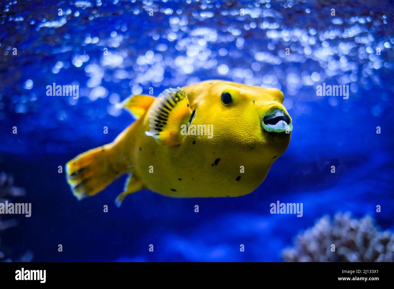 Pesce soffiato giallo dorato guineafowl sott'acqua Foto Stock